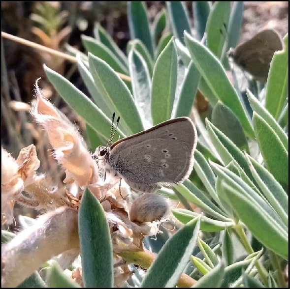 Satyrium curiosolus – zvědavý vlasatec motýl Satyrium curiosolus – motýl zvědavý vlasatec