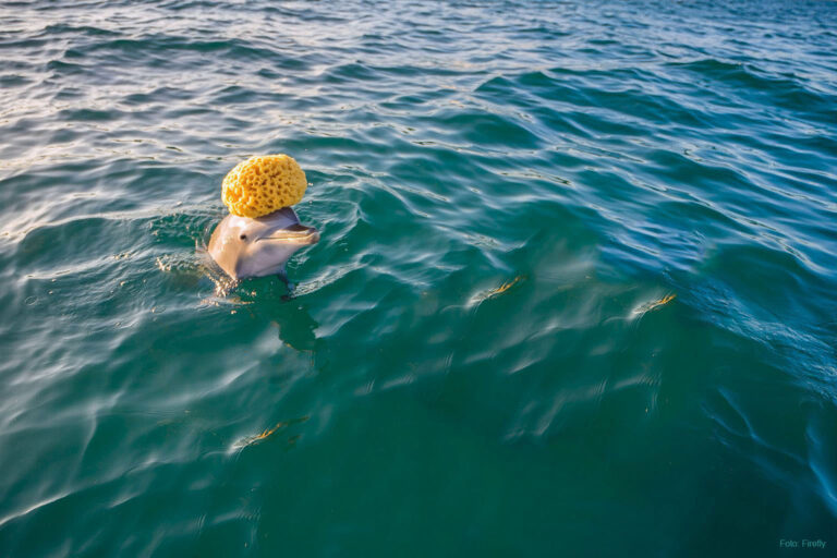 Delfín houba na hlavě Portidea věda